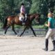 Become a horse trainer